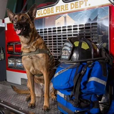 german shepard on the front of a fire truck